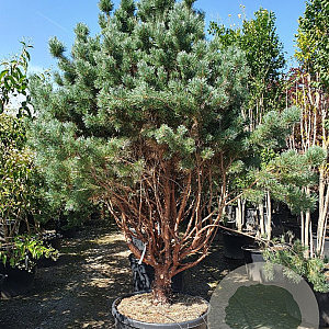 Pinus sylv. 'Watereri' 200-250 cm cont. 230L paraplu