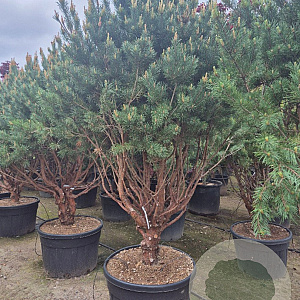Pinus sylv. 'Watereri' 200-250 cm cont. 230L paraplu