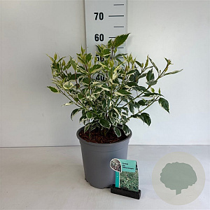 Cornus alba 'Sibirica Variegata' 50-60 cm 6,5L