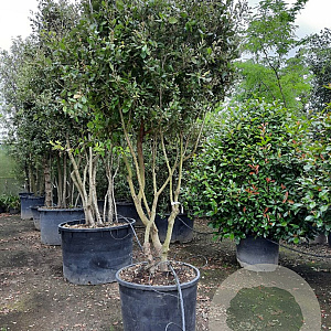 Quercus ilex 250-300 cm cont. 230L paraplu