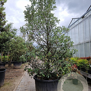 Quercus ilex 250-300 cm cont. 350L geveerd
