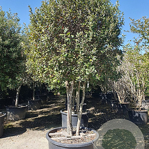 Quercus ilex 250-300 cm cont. 350L paraplu