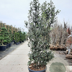 Quercus ilex 200-250 cm cont. 130L meerstammig