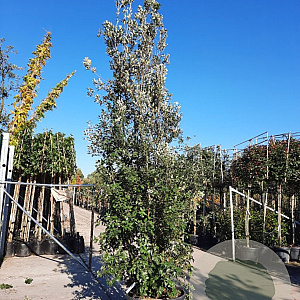Quercus ilex 400-450 cm container meerstammig