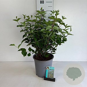 Cornus mas 60-80 cm 6,5L