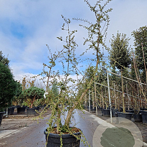 Quercus suber 150-175 cm 45L meerstammig solitair