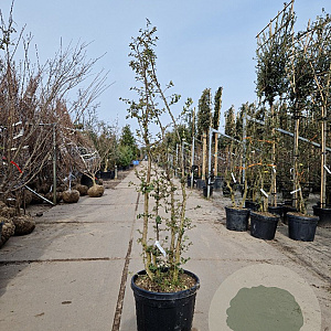 Quercus suber 150-175 cm 45L meerstammig solitair