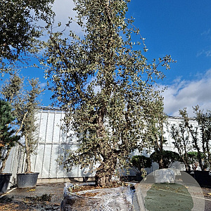 Quercus suber 50 cm container 60-80