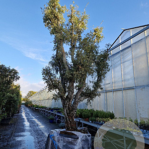 Quercus suber 50 cm container 80-100