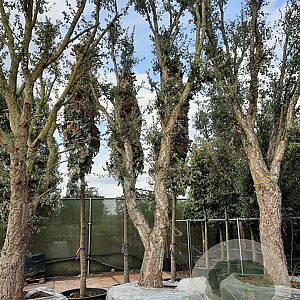 Quercus suber 70 cm stam container 8-10