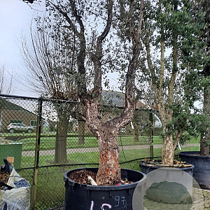 Quercus suber 70 cm stam container 8-10