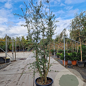 Quercus suber 200-250 cm cont. 70L meerstammig