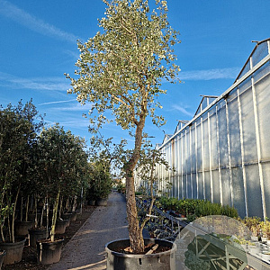 Quercus suber 450-500 cm cont. 500L