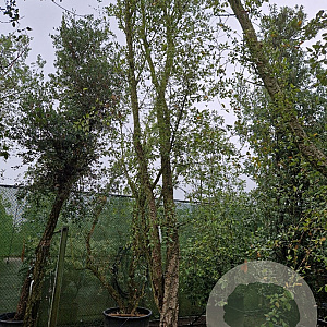 Quercus suber 550-600 cm container meerstammig