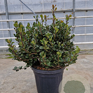 Rhaphiolepis umbellata 60-80 cm 45L bol