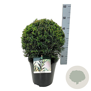 Taxus baccata 25-30 cm 6,5L bol