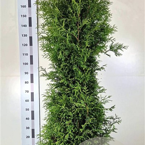 Thuja occ. 'Brabant' 180-200 cm met kluit