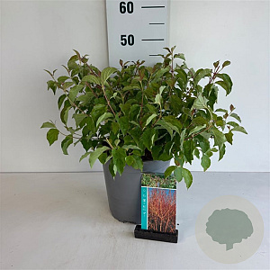 Cornus sang. 'Midwinter Fire' 50-60 cm 6,5L