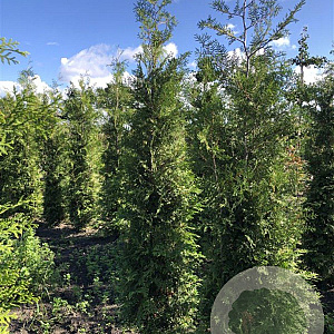 Thuja occ. 'Brabant' 225-250 cm met kluit