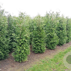 Thuja occ. 'Brabant' 225-250 cm met kluit