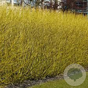 Cornus sericea 'Flaviramea' 40-60 cm wortelgoed struik