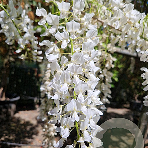 Wisteria sinensis 160 cm stam container 18-20