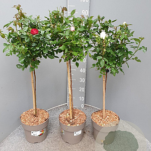 Rosa (K) 'Royal Gold' 90 cm 5,0L stam