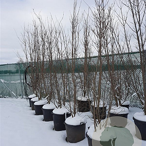 Cornus kousa chinensis 200-250 cm container meerstammig