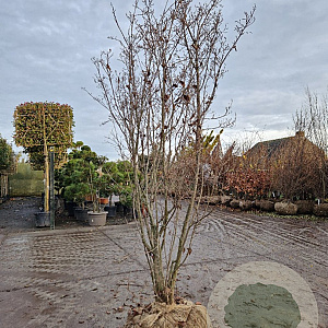 Cornus kousa chinensis 250-300 cm draadkluit meerstammig solitair
