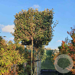 Elaeagnus ebbingei 10-12 cm container LEIVORM 200 cm stam