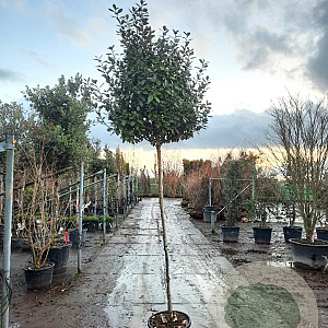 Elaeagnus ebbingei 170 cm stam container 8-10