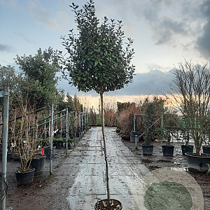 Elaeagnus ebbingei 170 cm stam container 8-10