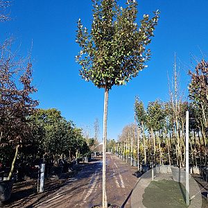 Elaeagnus ebbingei 170 cm stam container 8-10