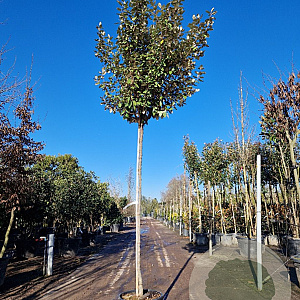 Elaeagnus ebbingei 170 cm stam container 8-10