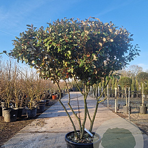 Elaeagnus ebbingei 125-150 cm 50L paraplu