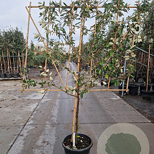 Elaeagnus ebbingei 80 cm stam container 6-8 lei 150x120