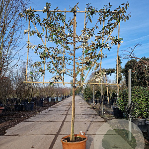 Elaeagnus ebbingei 80 cm stam container 8-10 lei 150x120