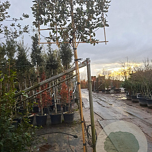 Elaeagnus ebbingei 180 cm stam container 6-8 rek