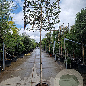 Elaeagnus ebbingei 180 cm stam 45L 6-8HO 120x120 scherm