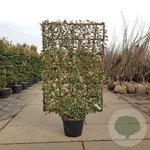 Elaeagnus ebbingei GM container scherm lei 120x200