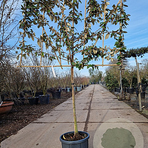 Elaeagnus ebbingei 100 cm stam container 8-10
