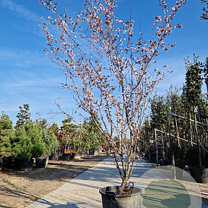 Prunus cer. 'Pissardii' 250-300 cm container meerstammig
