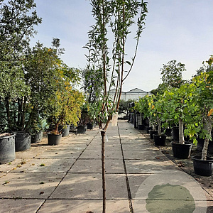 Prunus d. 'Texas' 100 cm stam 12L 10-12