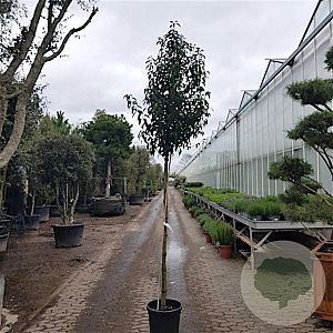 Prunus l. 'Angustifolia' 160 cm stam container 20-25