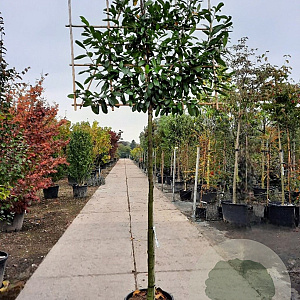 Prunus l. 'Novita' 200 cm stam container 16-18 leiboom