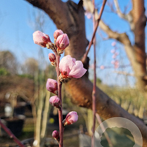 Prunus persica 100 cm stam container 25-30