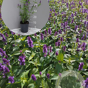 Agastache 'Black Adder' GM 2,0L