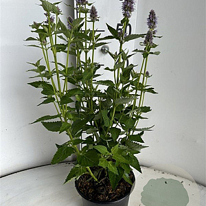 Agastache 'Blue Fortune' GM 2,0L