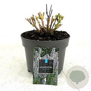 Agastache 'Blue Fortune' GM 2,0L