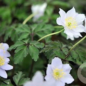 Anemone nemorosa 'Parlez Vous' GM P9